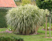 Chinaschilf - Miscanthus sinensis Variegatus - weitere Ansicht